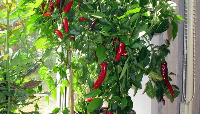 Як швидко зростає гострий перець: від насінини до врожаю