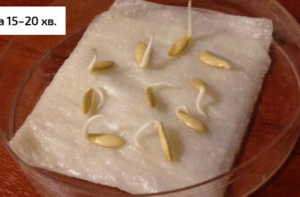 Яким правильним боком висаджувати пророщене насіння огірків?