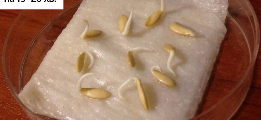 Яким правильним боком висаджувати пророщене насіння огірків?