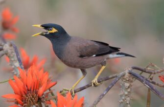 Найбільш розумні птахи світу: відкрийте таємниці їхнього інтелекту