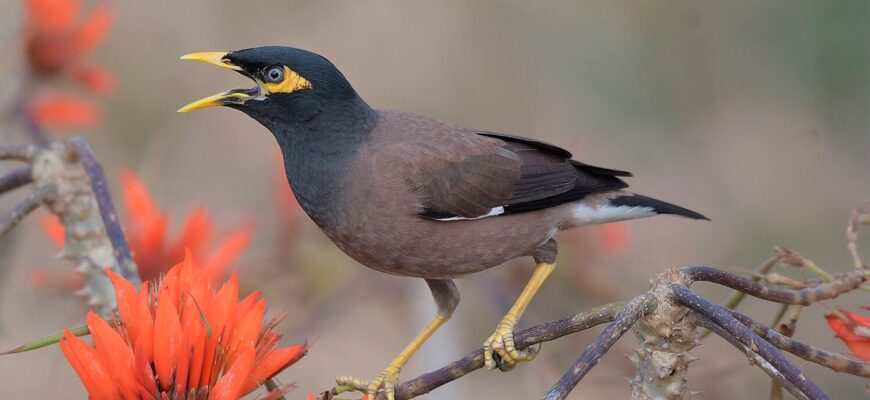 Найбільш розумні птахи світу: відкрийте таємниці їхнього інтелекту