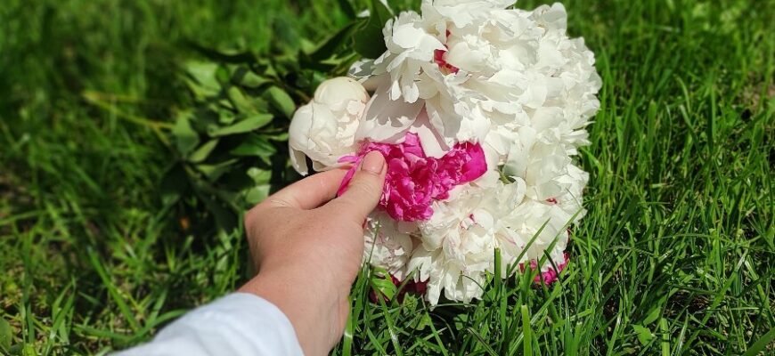 Коли і як правильно зрізати листя півоній для здорового росту рослин