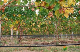 Чи можна мульчувати виноград корою: переваги та недоліки методу