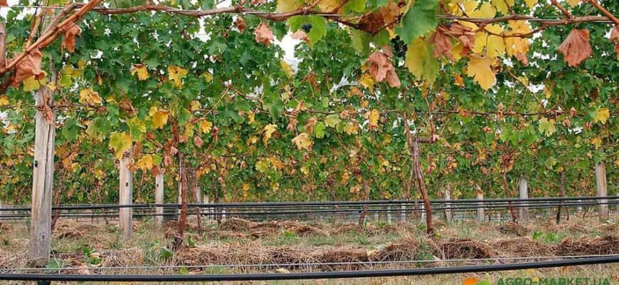 Чи можна мульчувати виноград корою: переваги та недоліки методу