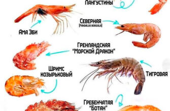 Оптимальний вибір креветок: які види найсмачніші та найніжніші?