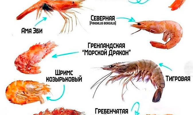 Оптимальний вибір креветок: які види найсмачніші та найніжніші?