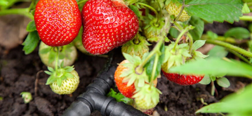 Коли та як правильно поливати полуницю Антихрущем для кращого врожаю