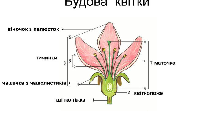 Будова квітки шипшини: ключові особливості і цікаві факти