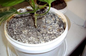 Хто живе в ґрунті кімнатних рослин: невидимі мешканці вашого вазону