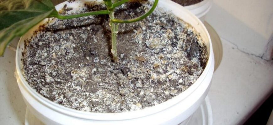 Хто живе в ґрунті кімнатних рослин: невидимі мешканці вашого вазону