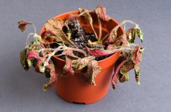 Хто ховається у квіткових горщиках: розкриття таємниць мешканців