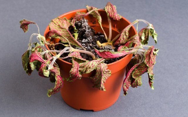 Хто ховається у квіткових горщиках: розкриття таємниць мешканців