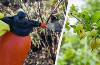Ефективні методи обробки аґрусу від попелиці: поради та засоби
