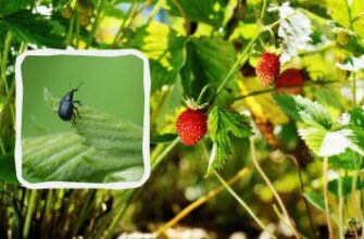 Чим і як ефективно полити ягоди для захисту від довгоносика