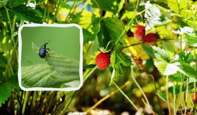 Чим і як ефективно полити ягоди для захисту від довгоносика