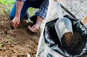 Оптимальний список добрив і добавок для лунки при посадці рослин