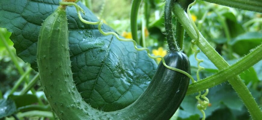 Чи варто видаляти вусики огірка: міфи і реальність для садівників