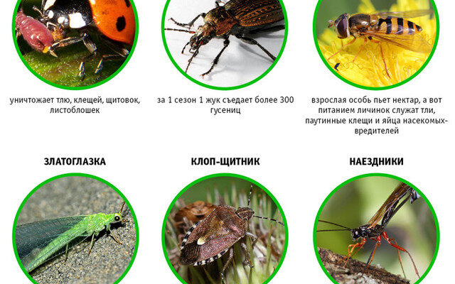 Детальний огляд відомих комах: які види мешкають поруч з нами?