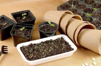 Як розбудити старе насіння: поради для успішного проростання