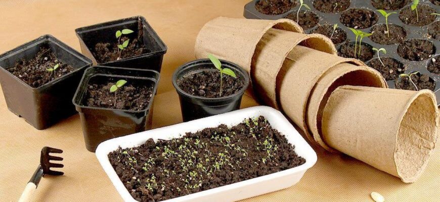 Як розбудити старе насіння: поради для успішного проростання