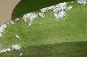 Ефективні способи усунення паразитів з орхідей: покрокова інструкція