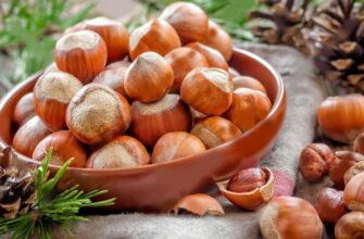 “Що любить фундук: оптимальні умови для вирощування і догляду”