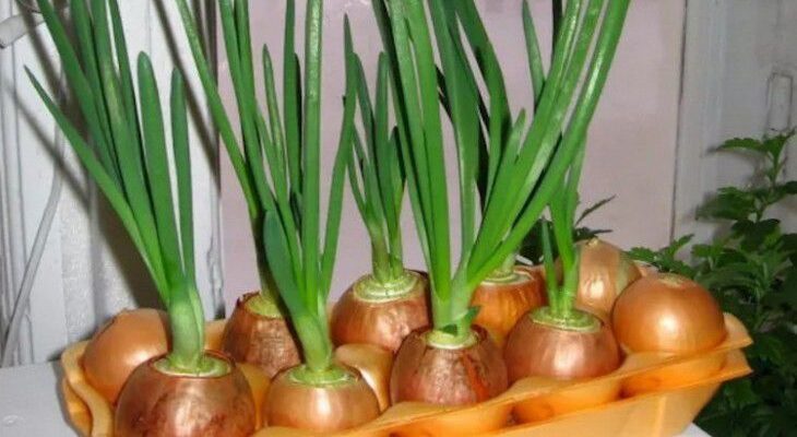 Яка цибуля найкраща для новачків: обираємо оптимальний сорт