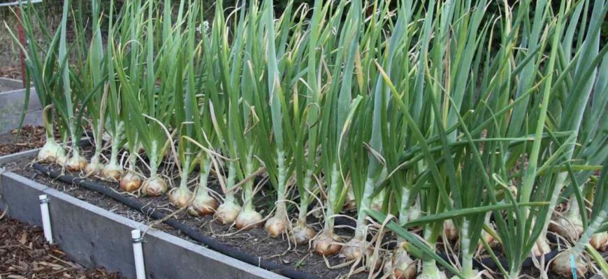 Чи варто обрізати верхівку цибулі перед посадкою: поради та рекомендації