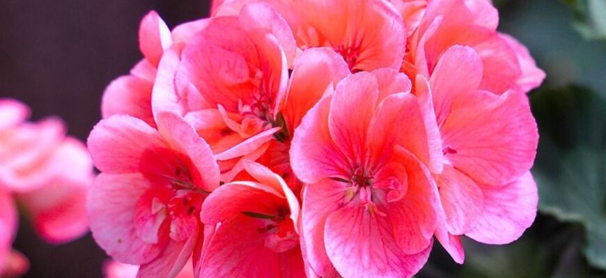 Користь герані: лікувальні властивості та застосування в побуті