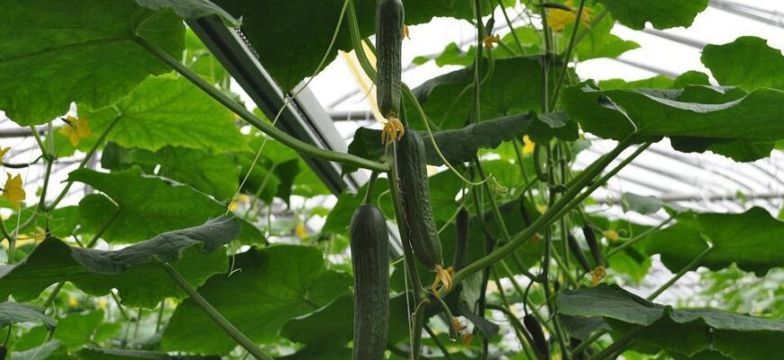 Як часто потрібно поливати огірки в теплиці під час плодоношення?