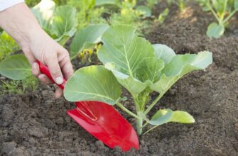 Коли слід висаджувати капусту в червні: оптимальні строки та поради