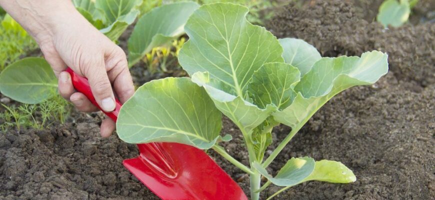 Коли слід висаджувати капусту в червні: оптимальні строки та поради