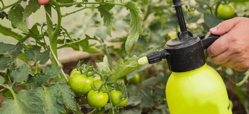 Коли здійснювати обприскування помідорів мідним купоросом: поради та терміни