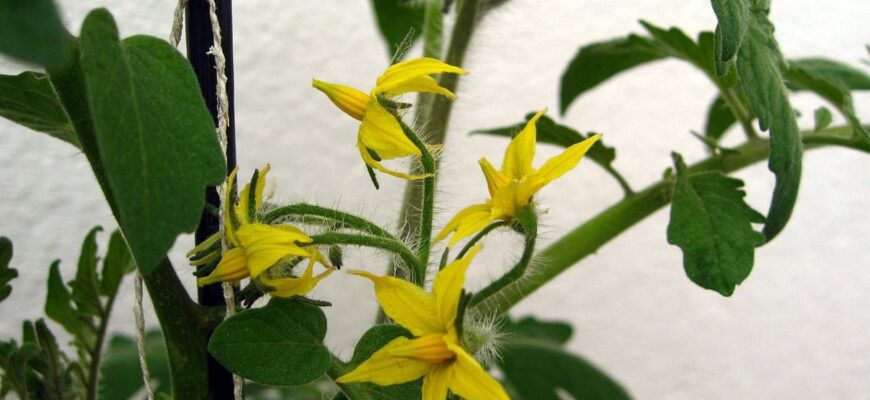 Як підживити помідори, коли не зав’язуються плоди: ефективні поради