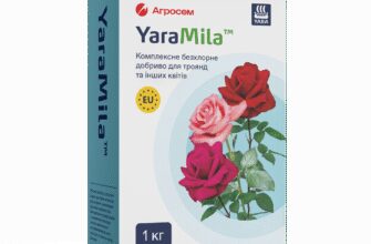 Чи варто удобрювати троянди при посадці: поради та рекомендації