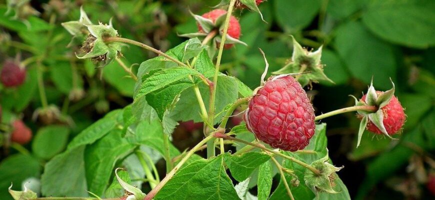 Чи потрібно вкривати малину на зиму: поради та рекомендації для садівників