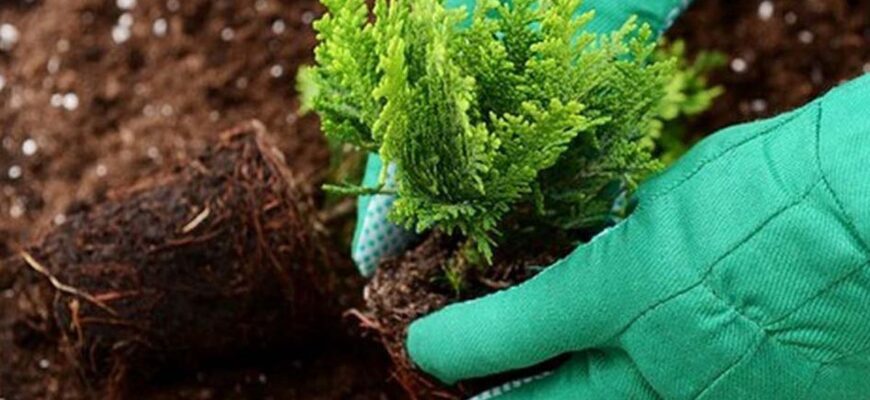 Чи можна висаджувати тую пізньої осені: практичні поради та нюанси