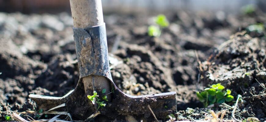 Що можна вирощувати в лісі: найкращі рослини для лісового господарства