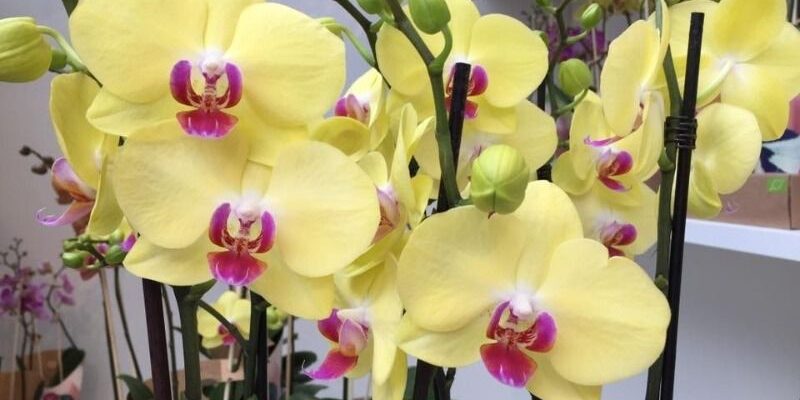Як вивести новий сорт орхідеї: покрокова інструкція для селекціонерів
