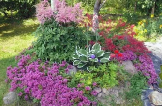 Що посадити на гірці: найкращі рослини для створення альпінарію