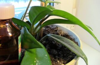 Чи безпечно поливати орхідею водою з перекисом: поради та рекомендації