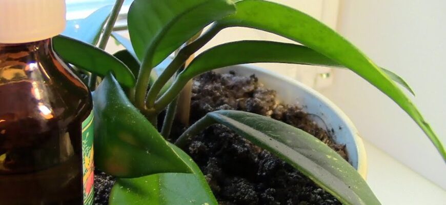 Чи безпечно поливати орхідею водою з перекисом: поради та рекомендації