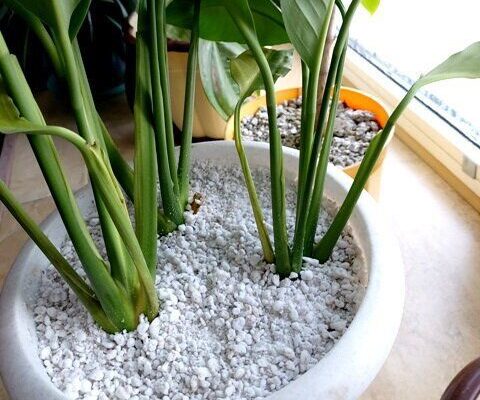 Що розмістити на поверхні ґрунту в горщиках з квітами: практичні поради Що розмістити на поверхні ґрунту в горщиках з квітами: практичні поради