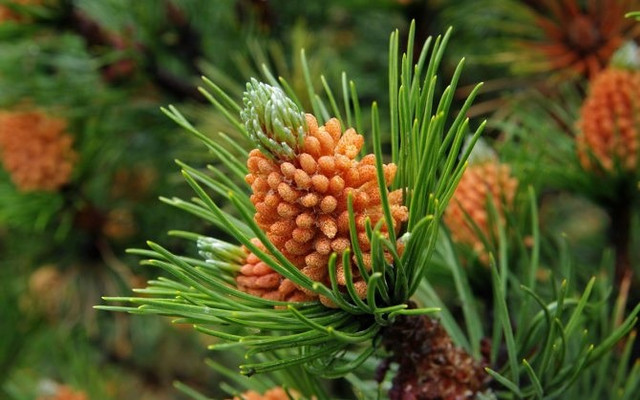 Користь молодих пагонів сосни та ялини для здоров’я: ТОП переваг