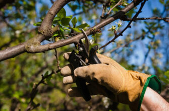 Навесні: Як доглядати за вишнею для кращого врожаю та здоров’я дерева