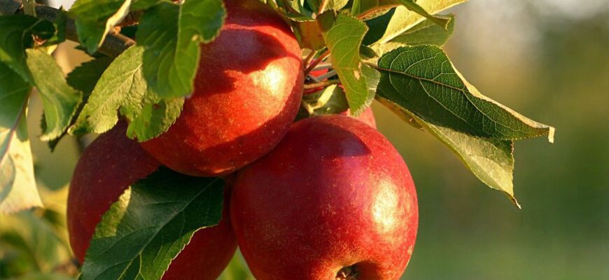 Ефективні методи визначення строків збору яблук з дерева