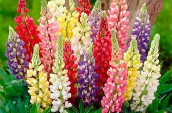 Чи обов’язково обрізати люпин перед зимою: поради для садівників