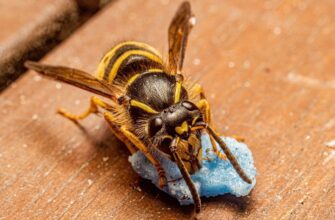 Чому до мене пристають оси: головні причини і як від них захиститись