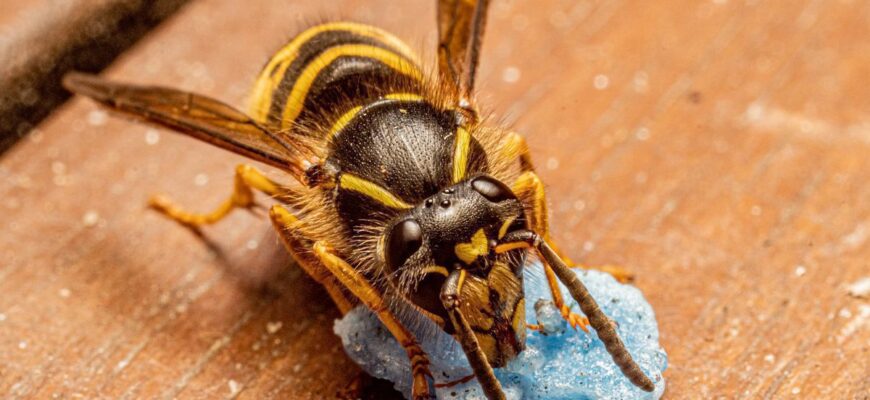 Чому до мене пристають оси: головні причини і як від них захиститись