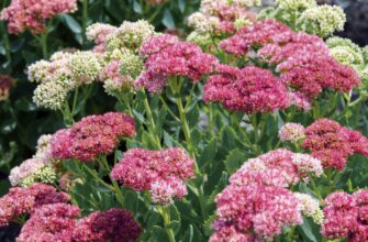 Як ефективно підгодовувати очиток: поради для здорового росту рослин